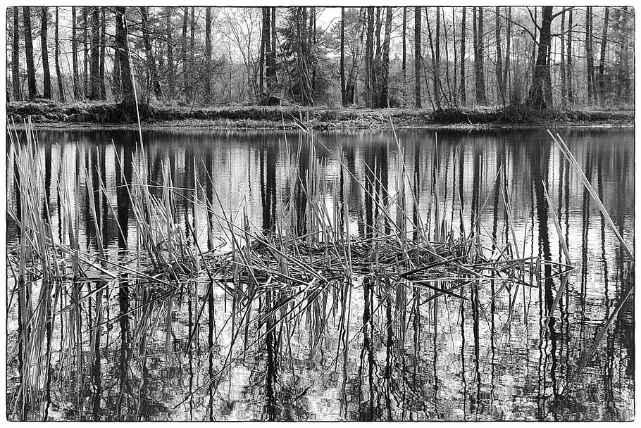 black and white, forest, tree, landscape, nature, scenic, mirroring HD wallpaper