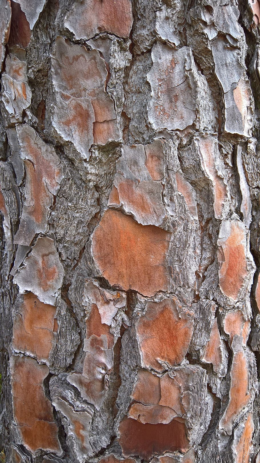 bark, structure, flake, dry, log, backgrounds, textured, full frame HD wallpaper
