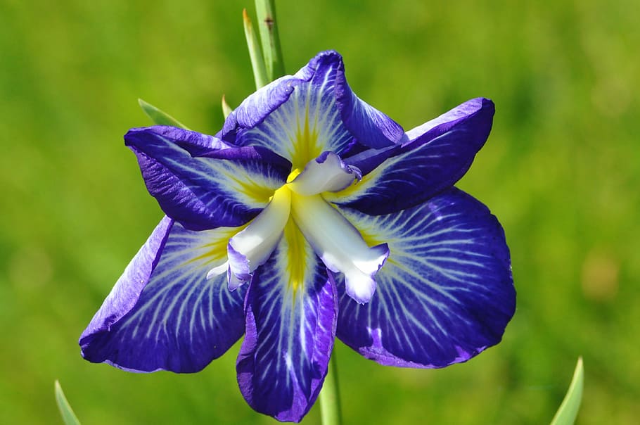 flower, blue, macro, the stem, flowering plant, fragility, petal HD wallpaper