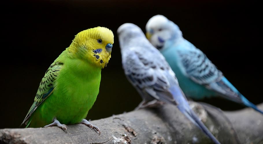 bird, parrot, zoo, animal themes, vertebrate, group of animals HD wallpaper