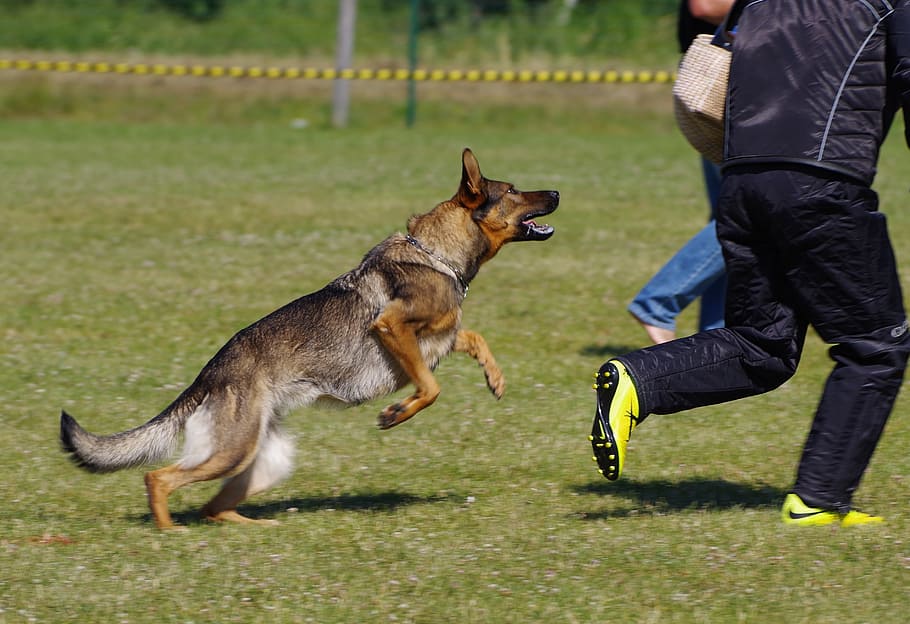 german shepherd dog, attack, competition, mammal, domestic animals HD wallpaper