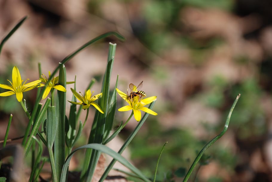 spring, spring flowers, sunshine, bee, flowering plant, beauty in nature HD wallpaper