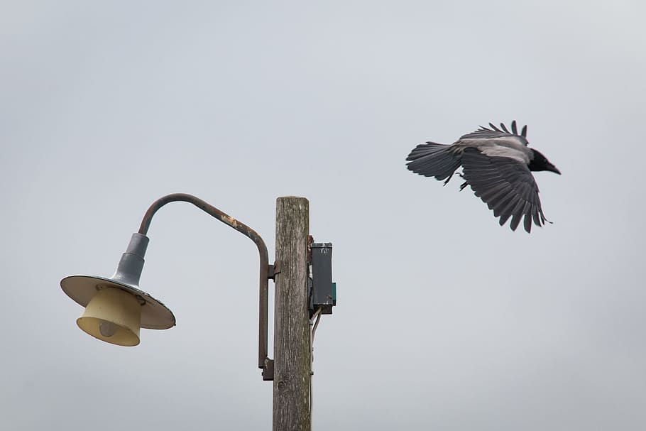 Crow, Bird, Lamppost, Flying, Wing, the lamppost, the outdoor light HD wallpaper