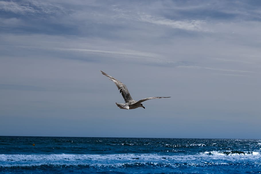 Seagull, Fly, Wing, Motivation, silhouette, bird, water bird HD wallpaper