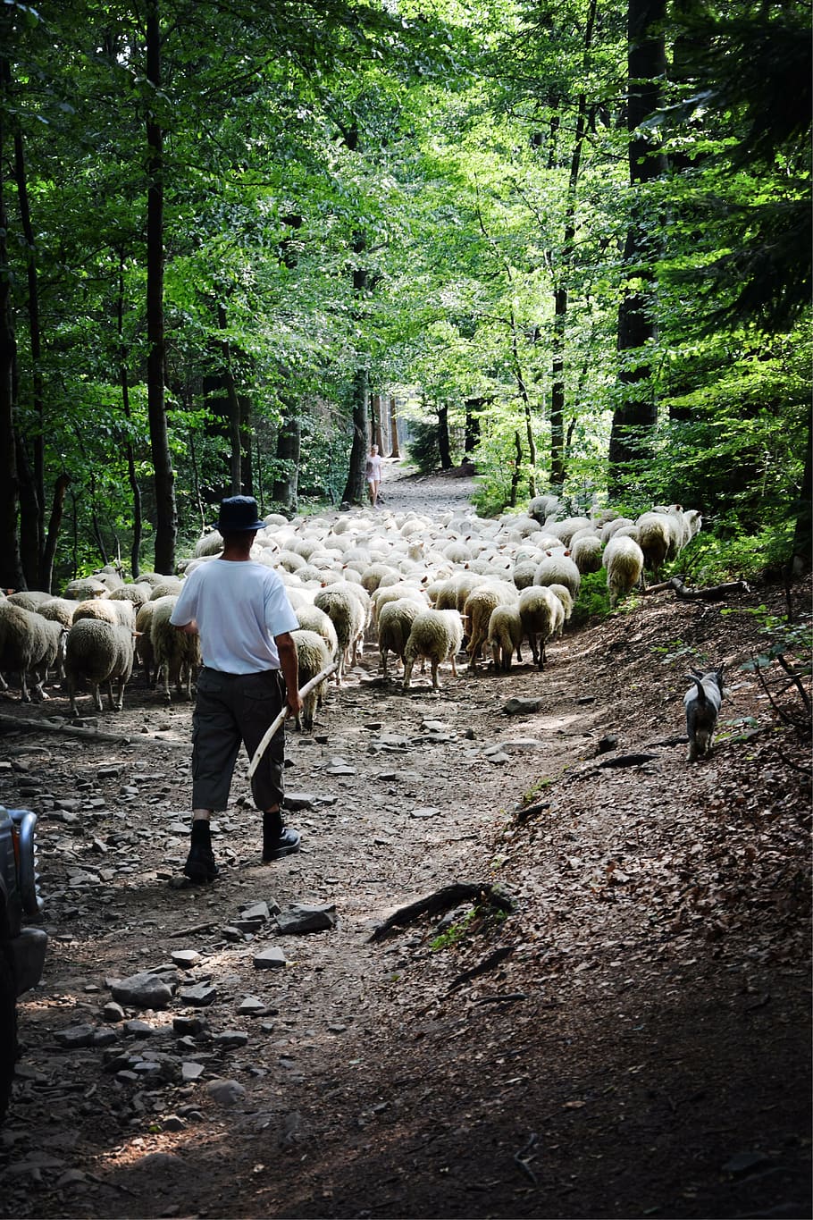 sheep, animals, forest, mountains, the shepherd, nature, agriculture HD wallpaper
