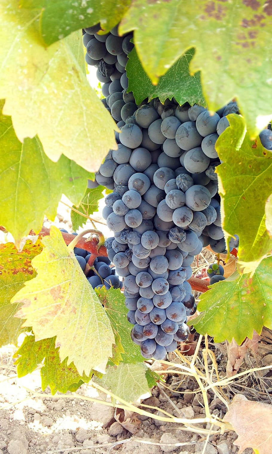 grape, grapes, cluster, fruit, vine, parra, vineyard, leaf HD wallpaper