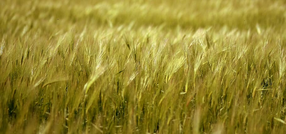 green grass field, barley, grain, plain, agriculture, cereal plant HD wallpaper