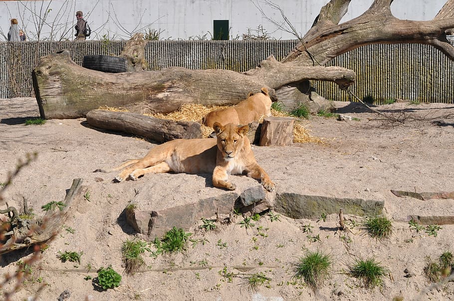 zoo, lioness, expensive, mammal, animal themes, tree, nature HD wallpaper