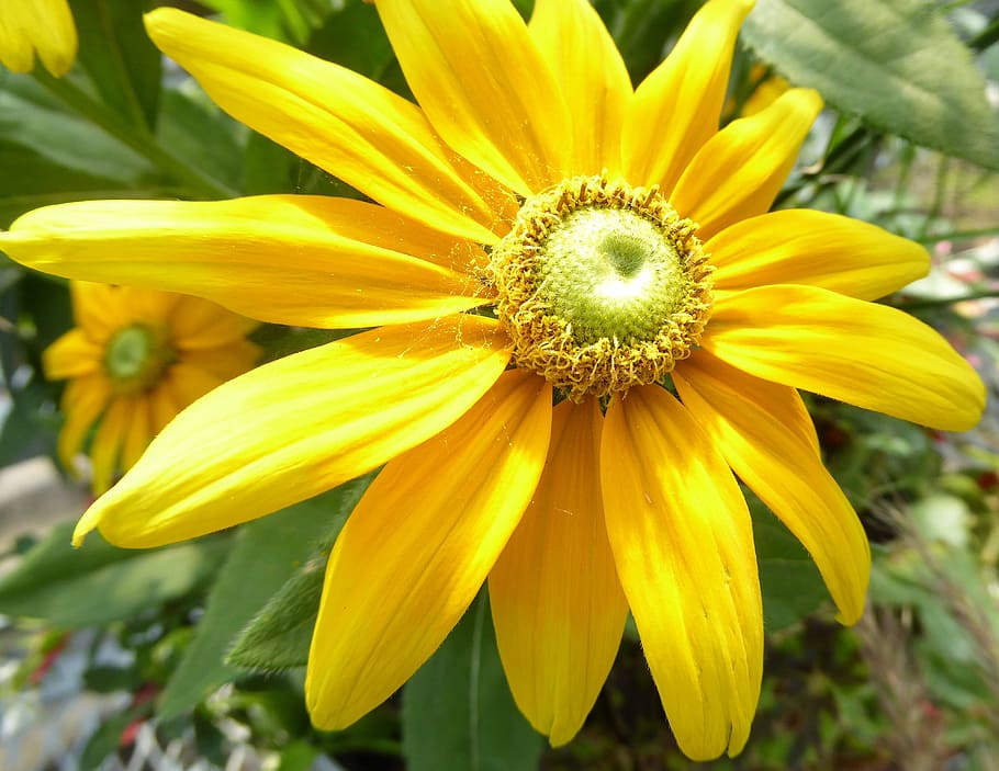 prairie sun flower, canada, garden, outdoors, nature, yellow, HD wallpaper