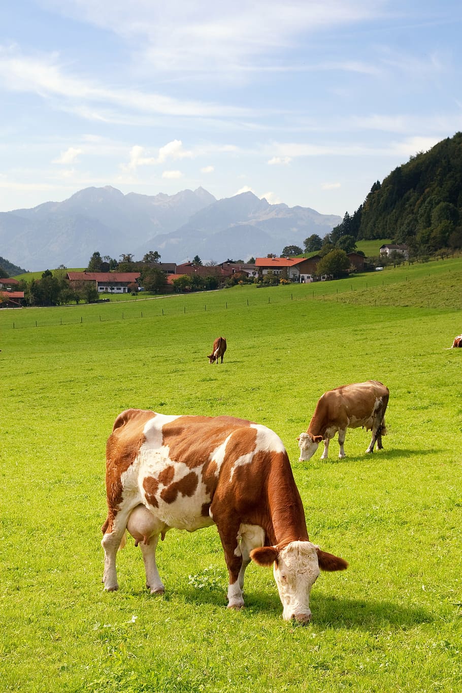 brown-and-white Holstein Friesan cattles on green grasses, upper bavaria