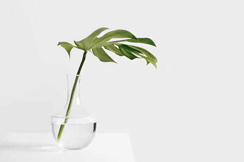 clear glass vase with green leaf, still, items, things, plant HD wallpaper