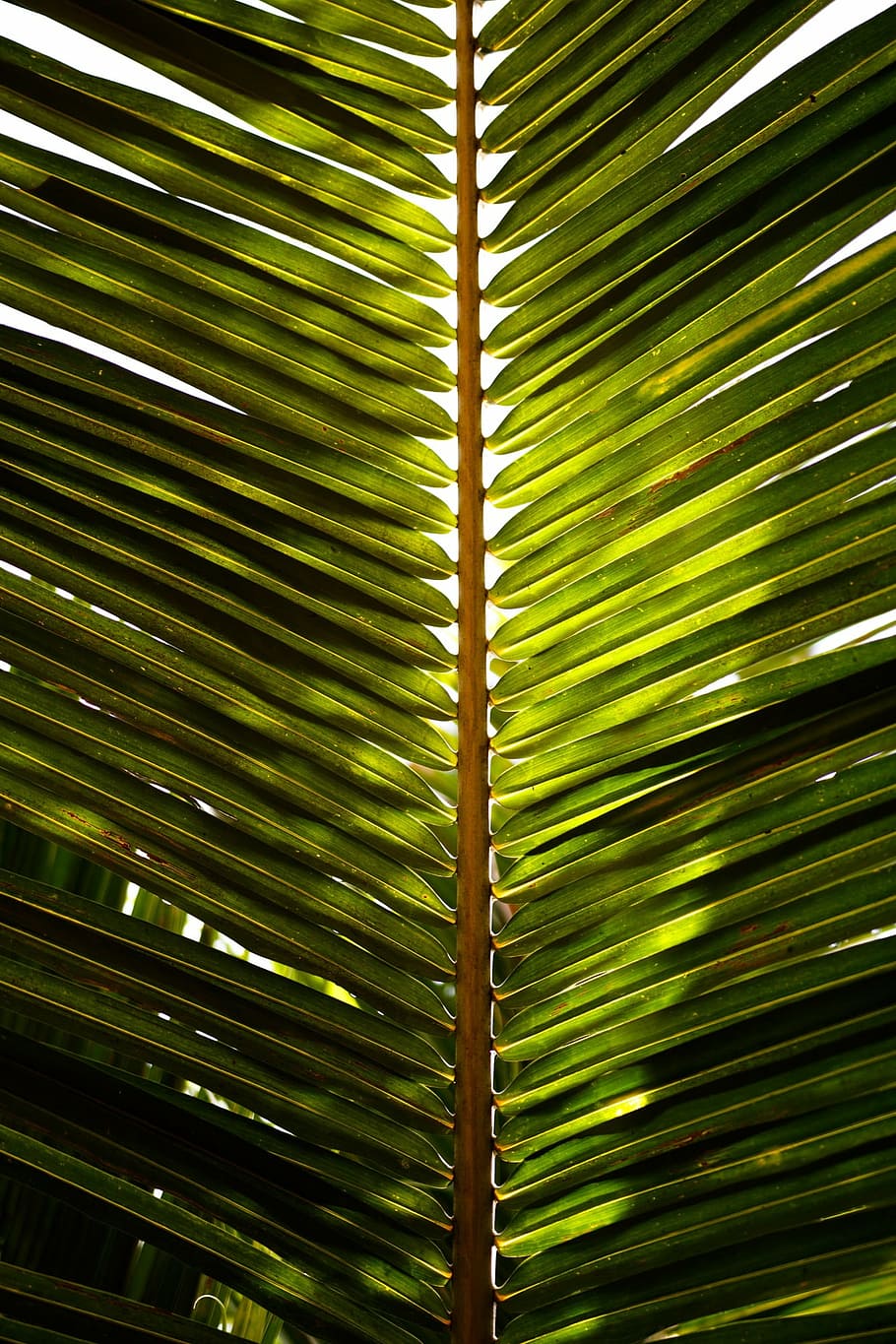 HD wallpaper: closeup of coconut leaf, palm, tropical, green, green color,  palm leaf | Wallpaper Flare
