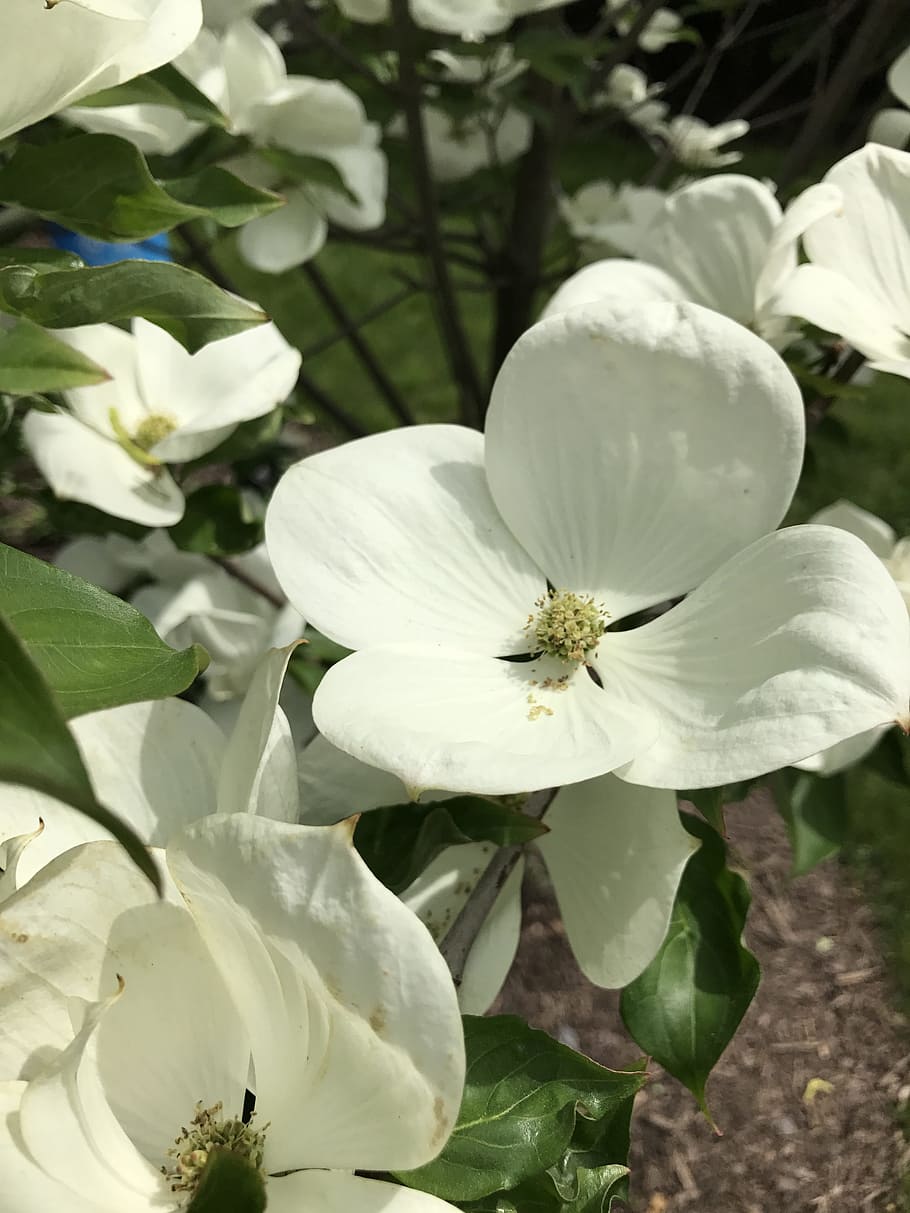 Spring, Flower, Nature, Green, ehite, spring flower, spring flowers HD wallpaper
