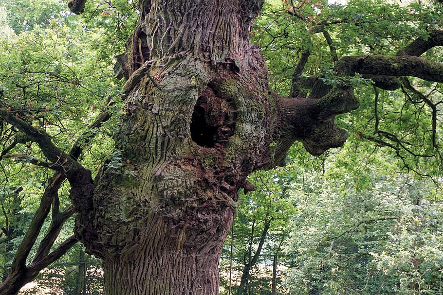 Oak, Tree, Tribe, Bark, Old, Aesthetic, old oak, nature, sababurg castle HD wallpaper