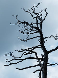 gray withered tree, old, waldsterben, environmental protection HD wallpaper