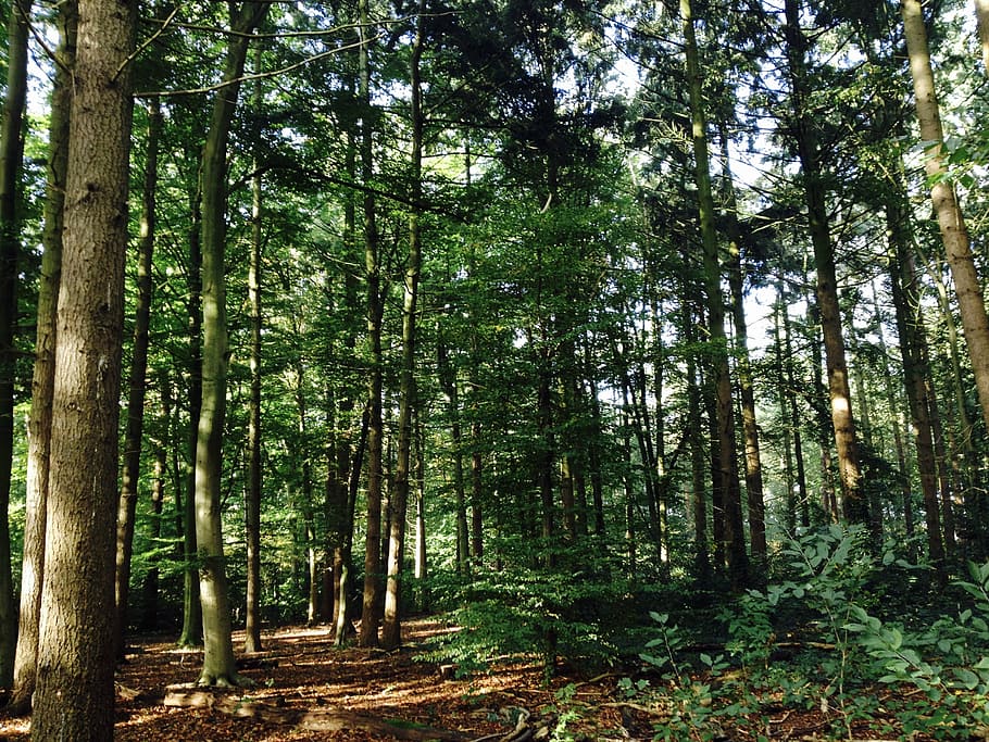 forest, trees, nature, walking path, landscape, plant, growth HD wallpaper