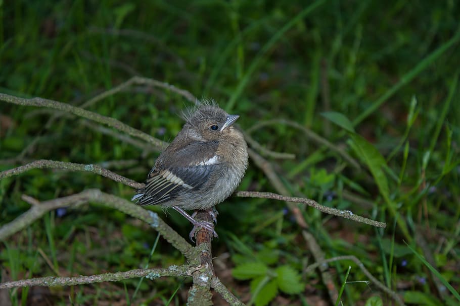 Bird, Chaffinch, Nature, chick, one animal, animals in the wild HD wallpaper