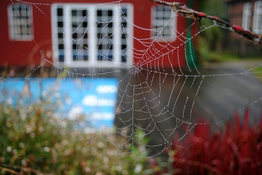 cobweb, nature, spider, spider web, fragility, vulnerability HD wallpaper