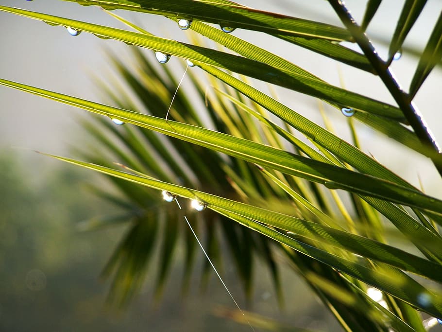 raindrops, fog, nature, plant, growth, green color, beauty in nature HD wallpaper