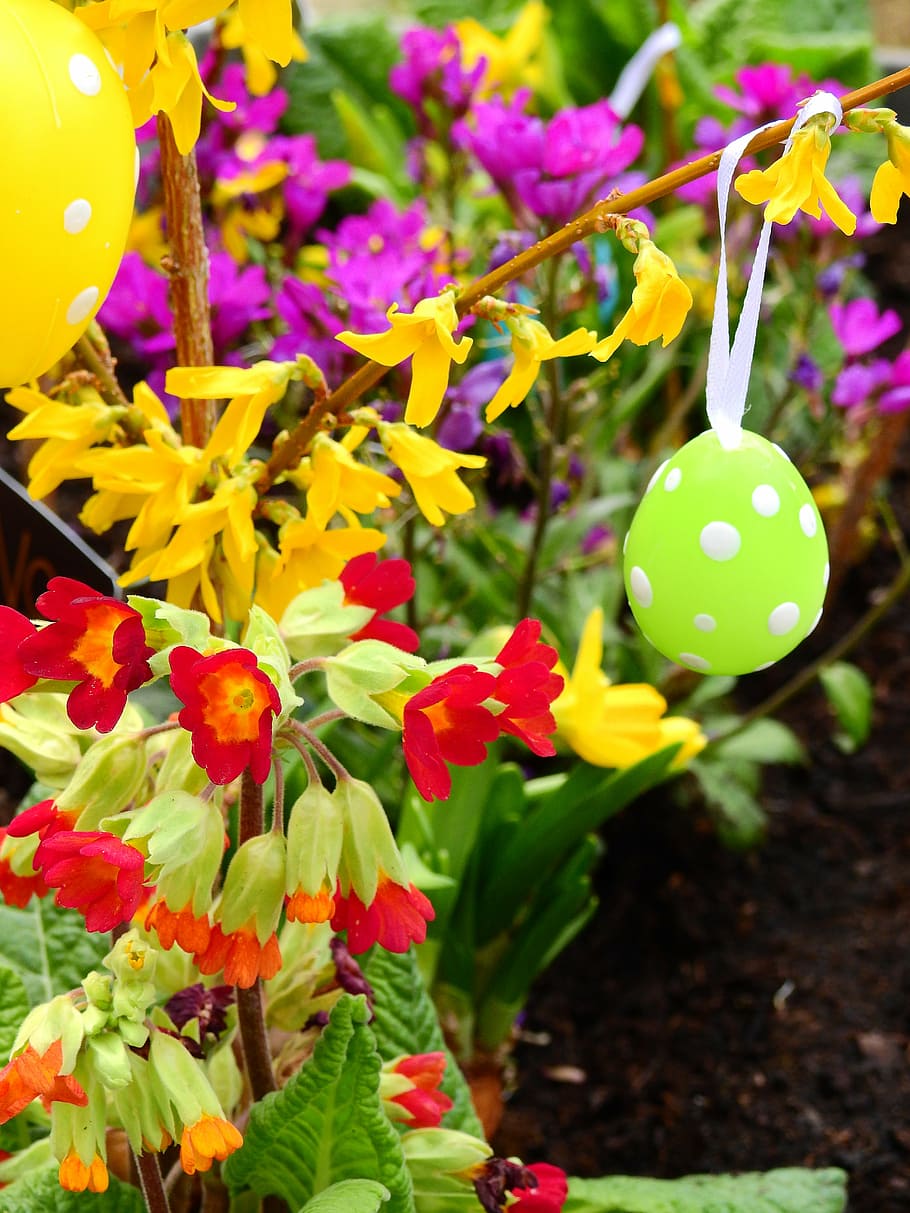 flowers, blossom, bloom, colorful, spring, nature, plant, hanging HD wallpaper
