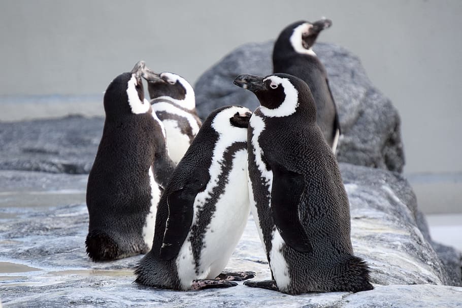 penguins, together, close, zoo, klaipeda, group of animals HD wallpaper