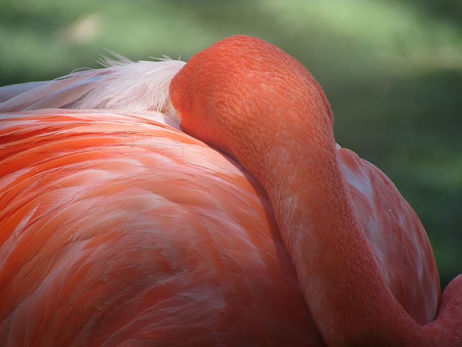 Sleeping Beauty, shallow focus photography of pink flamingo, neck HD wallpaper