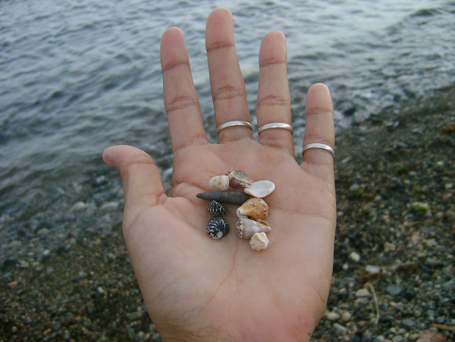 hands, snails, sea, small, sand, human body part, human hand HD wallpaper