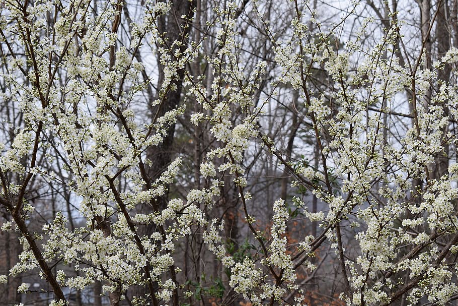 Cherry Blossoms, Cherry Tree, bloom, flower, nature, fruit HD wallpaper