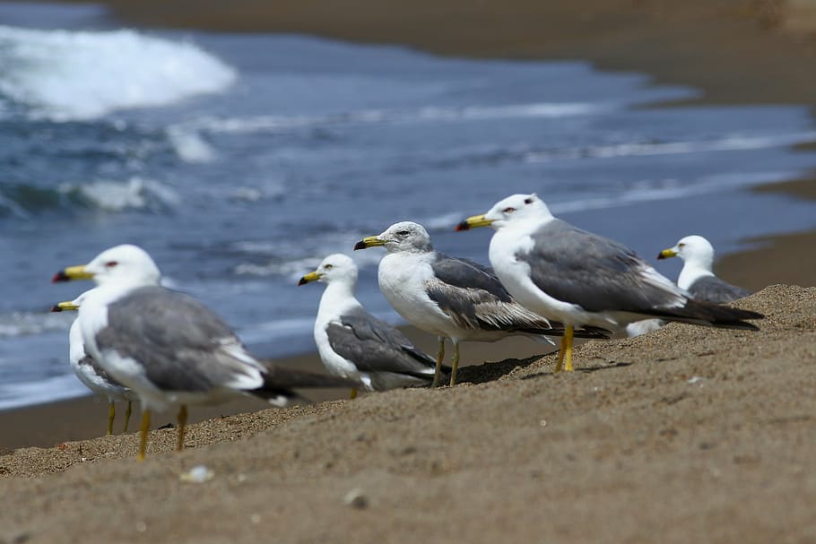 animal, sea, beach, wave, seabird, sea gull, seagull, wild animal HD wallpaper