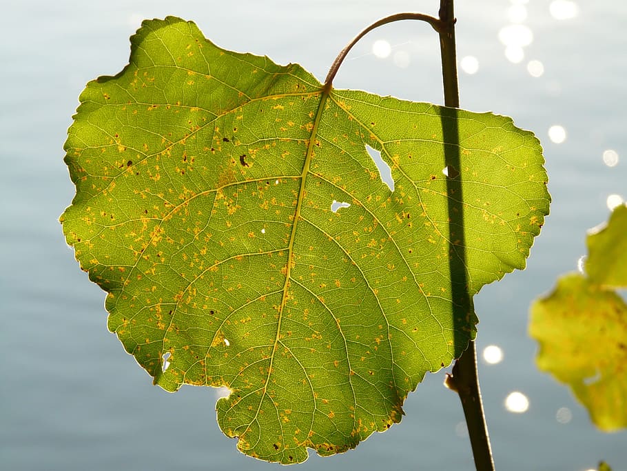 Leaf, Light, Shine, Veins, shine through, leaf veins, poplar HD wallpaper