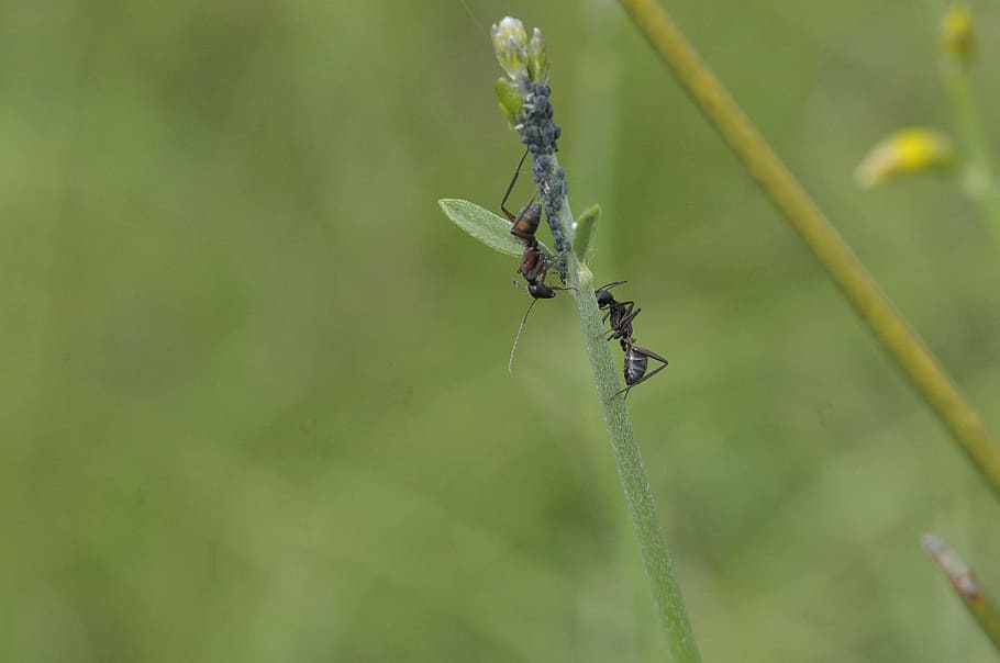 ant, lavender, nature, macro, insect, invertebrate, animal HD wallpaper