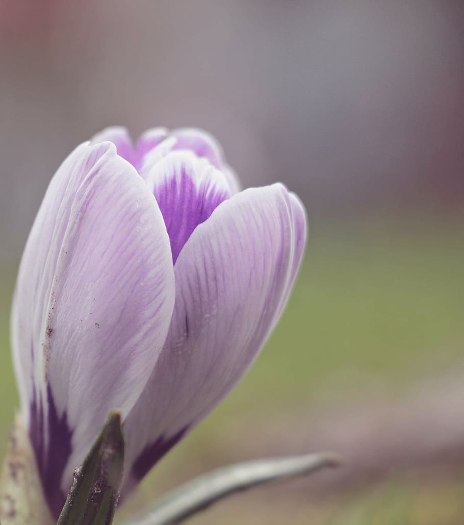 selective focus photography of purple crocus flower, spring HD wallpaper
