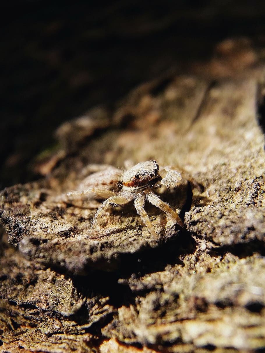 spiders, animal, insect, animal themes, animals in the wild HD wallpaper