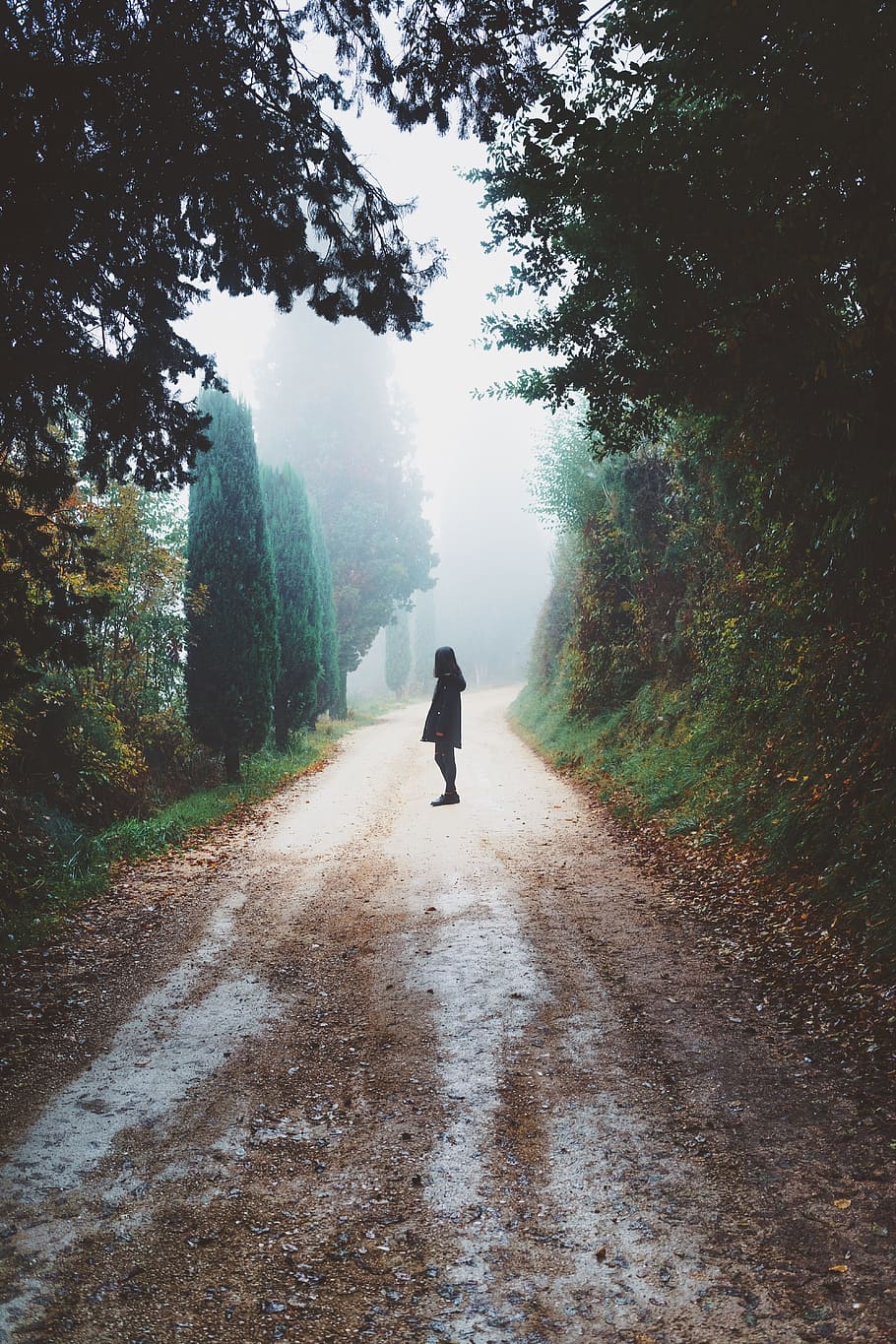 road, path, green, grass, tree, plant, nature, landscape, adventure HD wallpaper