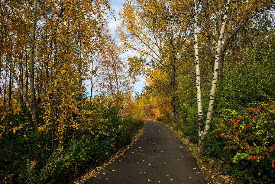 fall, foliage, leaves, yellow, orange, trees, road, path, park HD wallpaper