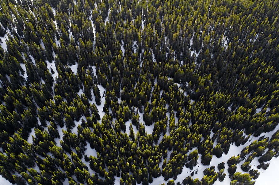 aerial photography of trees in winter at daytime, aerial photography of green trees HD wallpaper