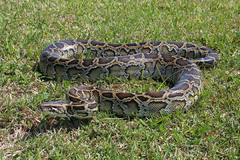 gray and brown anaconda snake on green grass lawn, burmese python