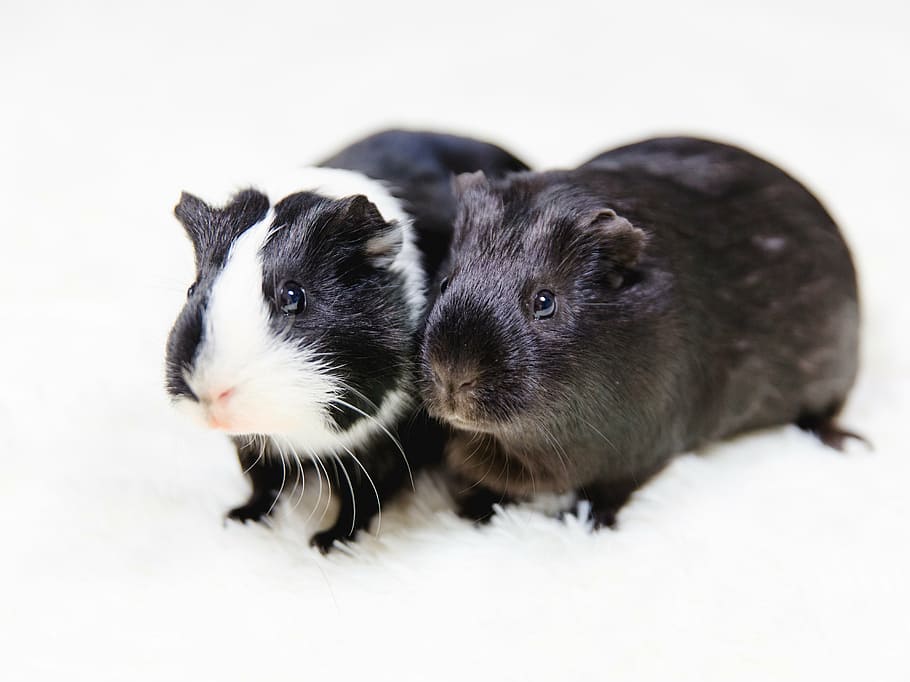 two white-and-black guinea pigs on white surface, black and white, HD wallpaper