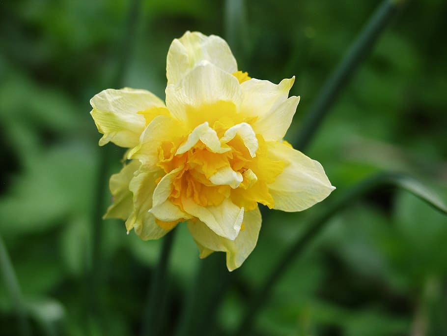 daffodil, yellow, blossom, bloom, daffodils, spring, flower HD wallpaper