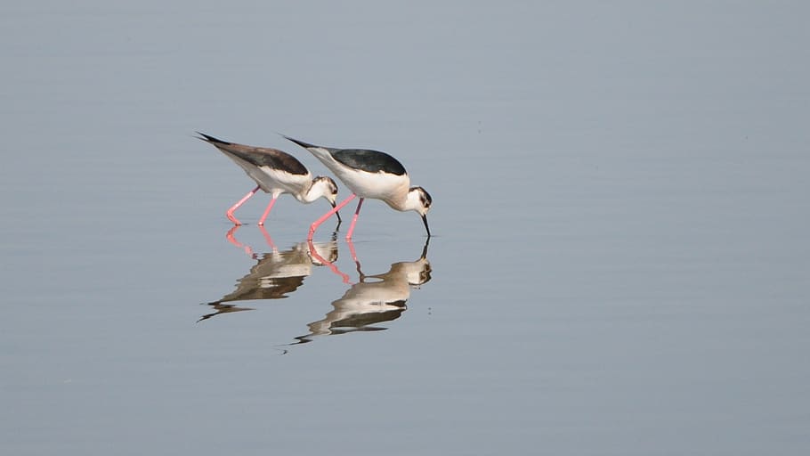 couples, food, search, animal wildlife, animals in the wild HD wallpaper