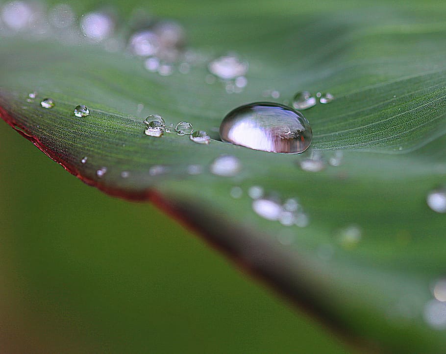 selective focus photography of water droplets on leaf, drops, HD wallpaper