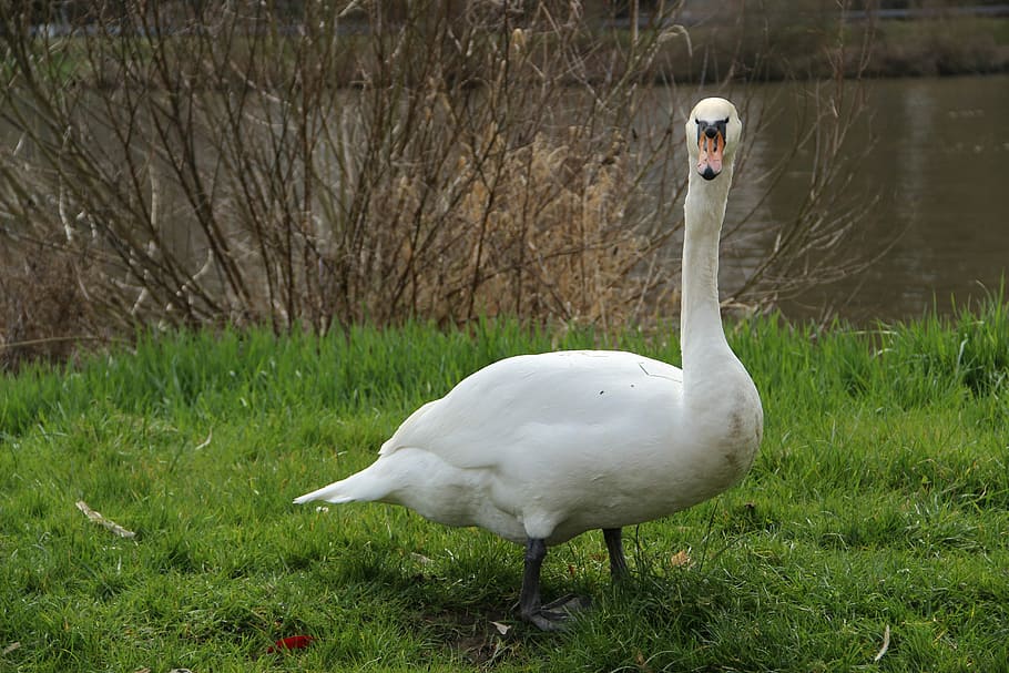 Swan, Bird, Plumage, animals in the wild, animal themes, animal wildlife HD wallpaper