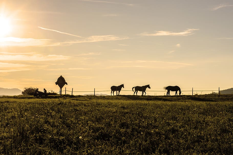 Evening, Mood, Horses, Flock, Sunset, abendstimmung, carinthia HD wallpaper