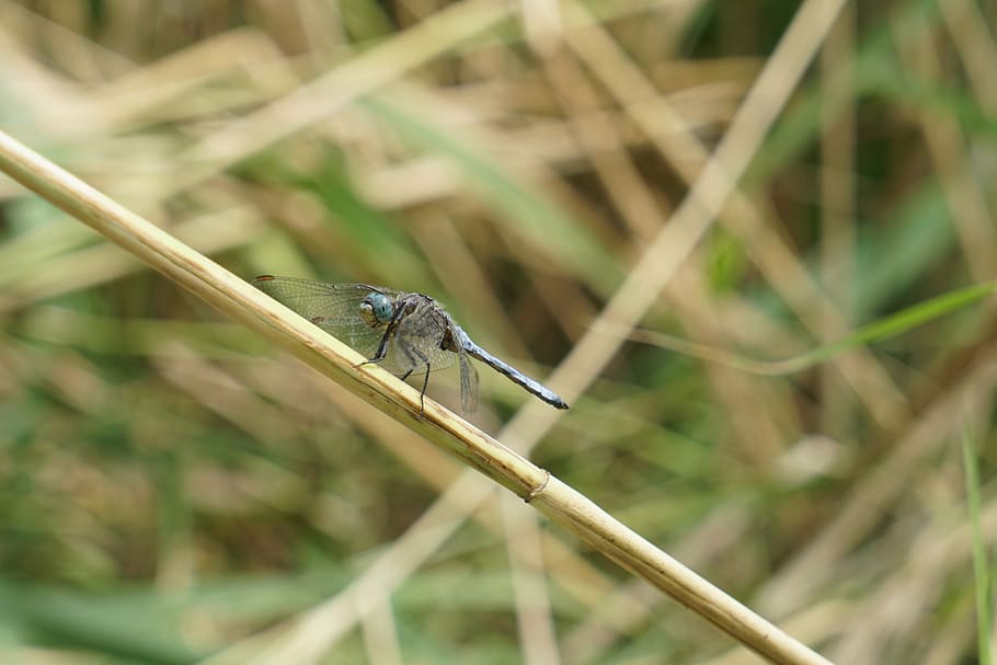 dragonfly, insect, animal wildlife, animals in the wild, one animal HD wallpaper