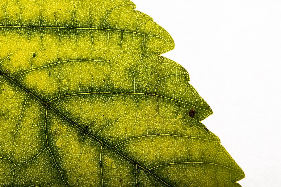 Leaves, Leaf, Fall, Fall Foliage, Back Light, nature, plant HD wallpaper