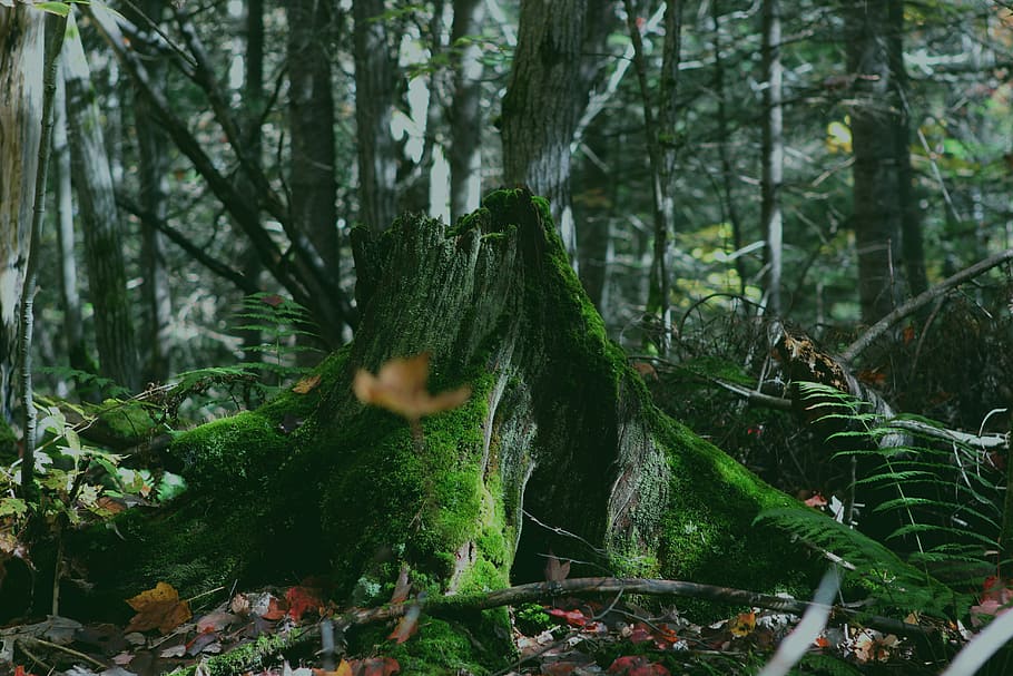green tree trunk, green tree stump near tall trees at daytime HD wallpaper
