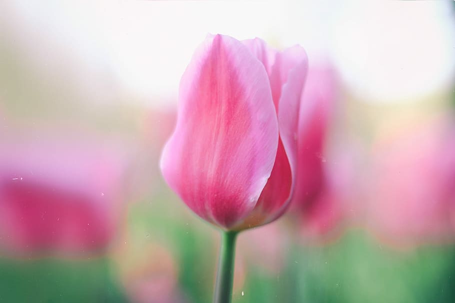 selective focus photo of pink petaled flower, nature, tulip, plant HD wallpaper