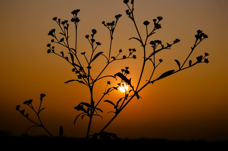 Silhouette of Plant during Sunset, art, backlit, branch, dark HD wallpaper