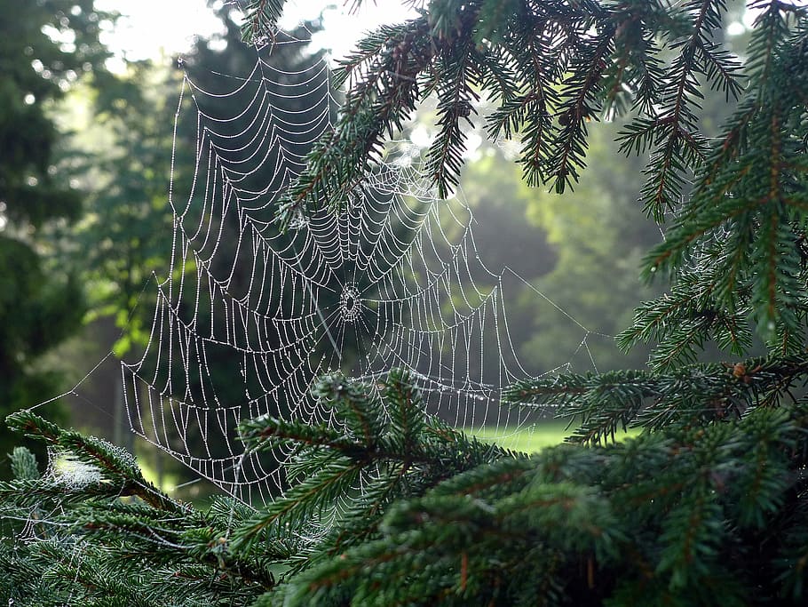 cobweb, network, spider, dew, dewdrop, morning dew, morgentau HD wallpaper