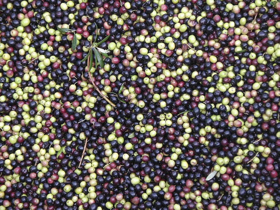Olives, Harvest, Spain, full frame, backgrounds, large group of objects HD wallpaper